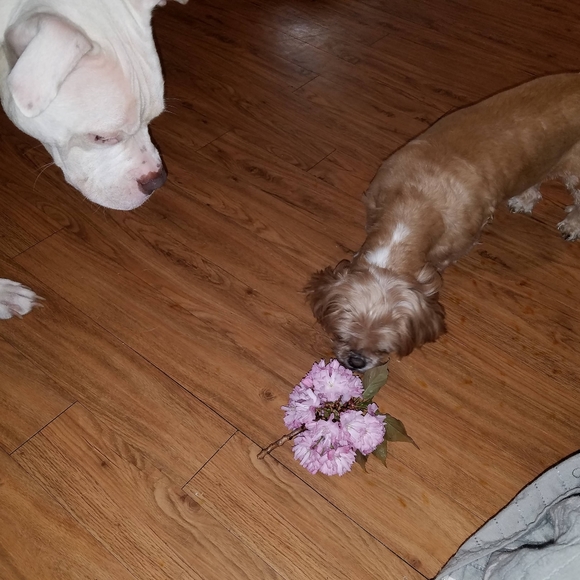 Meet your Posher, Stubburngurl - Picture 4 of 16